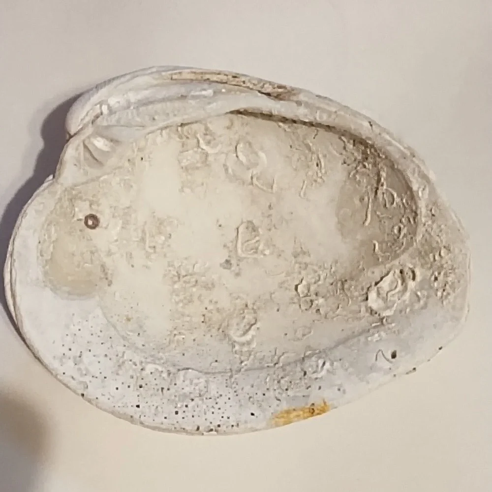 Large Shell with Coral Stencil Shell - Picture 5 of 5